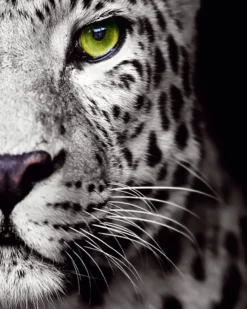 Bild CATS EYE