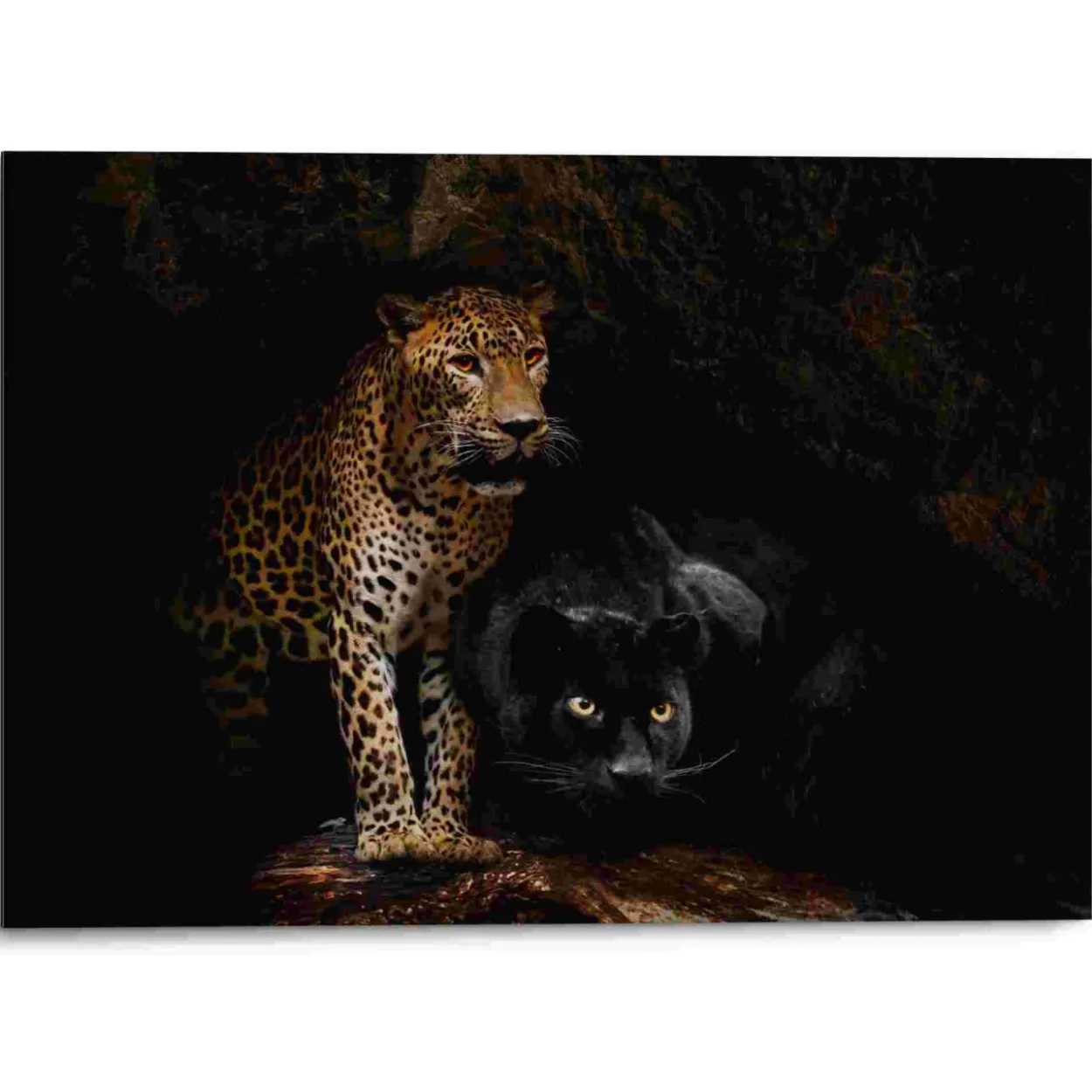 Bild CAVED CATS