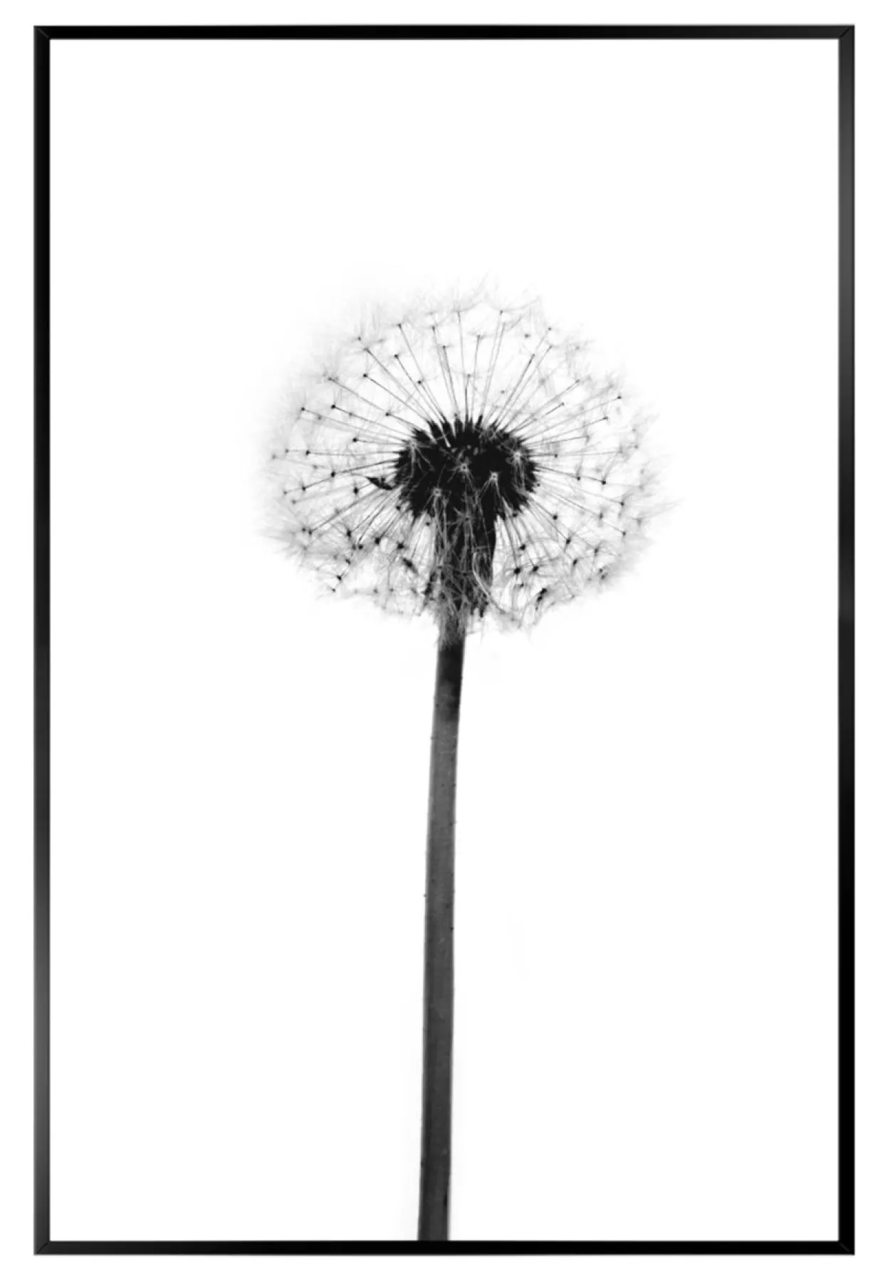 Bild DANDELION GREY