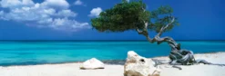 Bild DIVI DIVI TREE