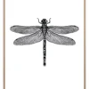 Bild DRAGONFLY