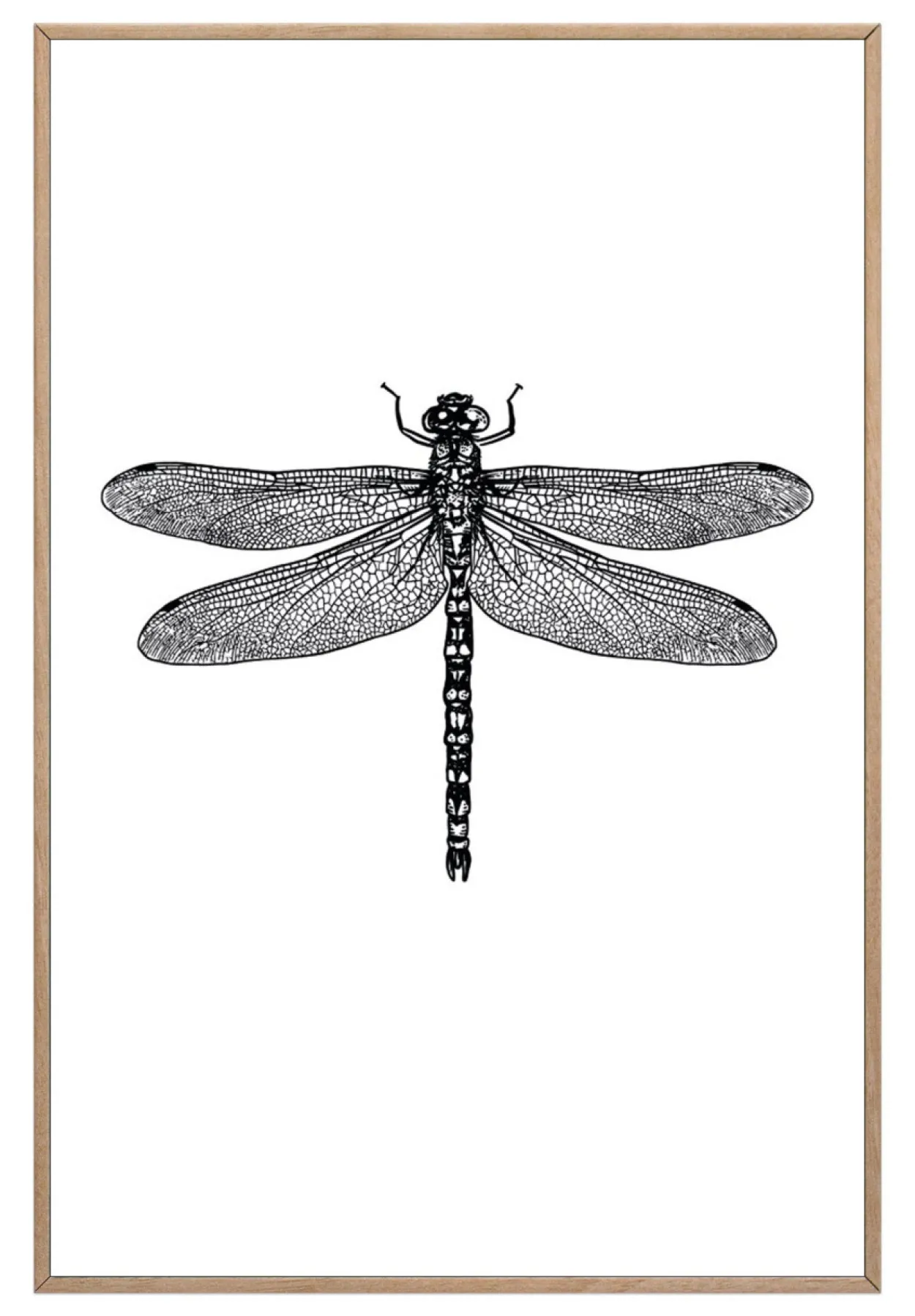 Bild DRAGONFLY