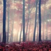 Bild FOREST