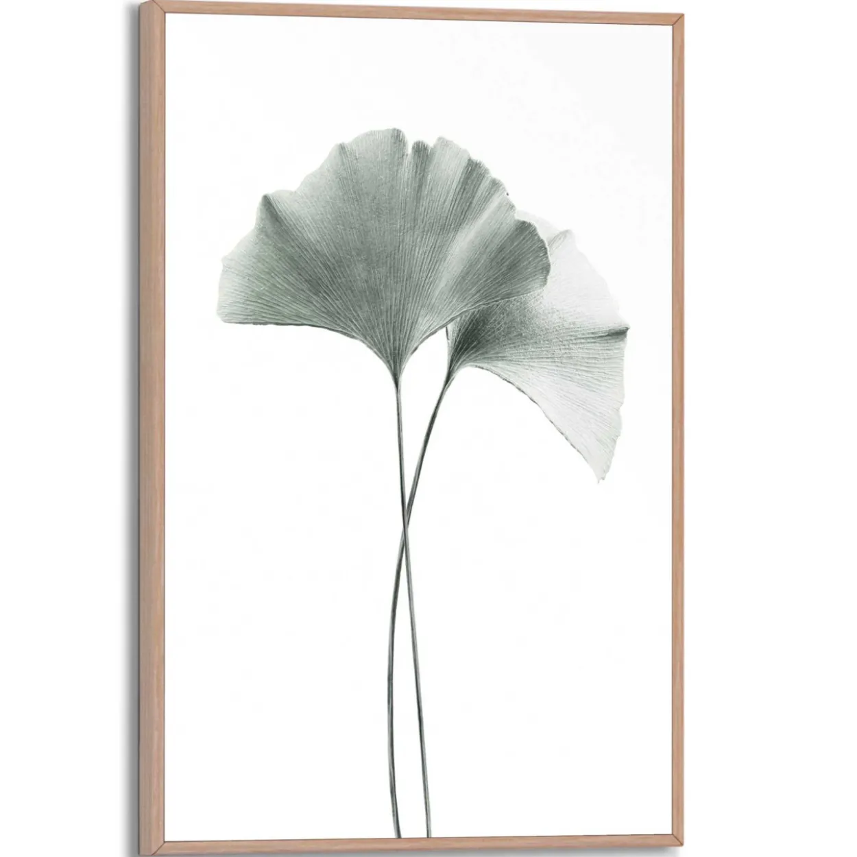 Bild GINKGO