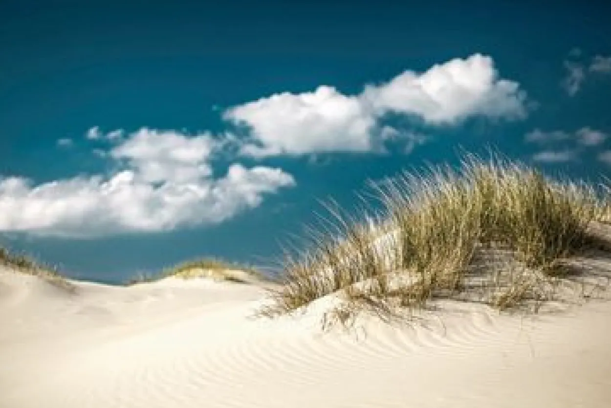 Bild GRASS ON SAND S