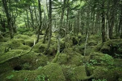 Bild GREEN WOOD S