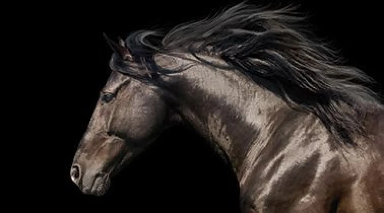 Bild HORSE POWER S