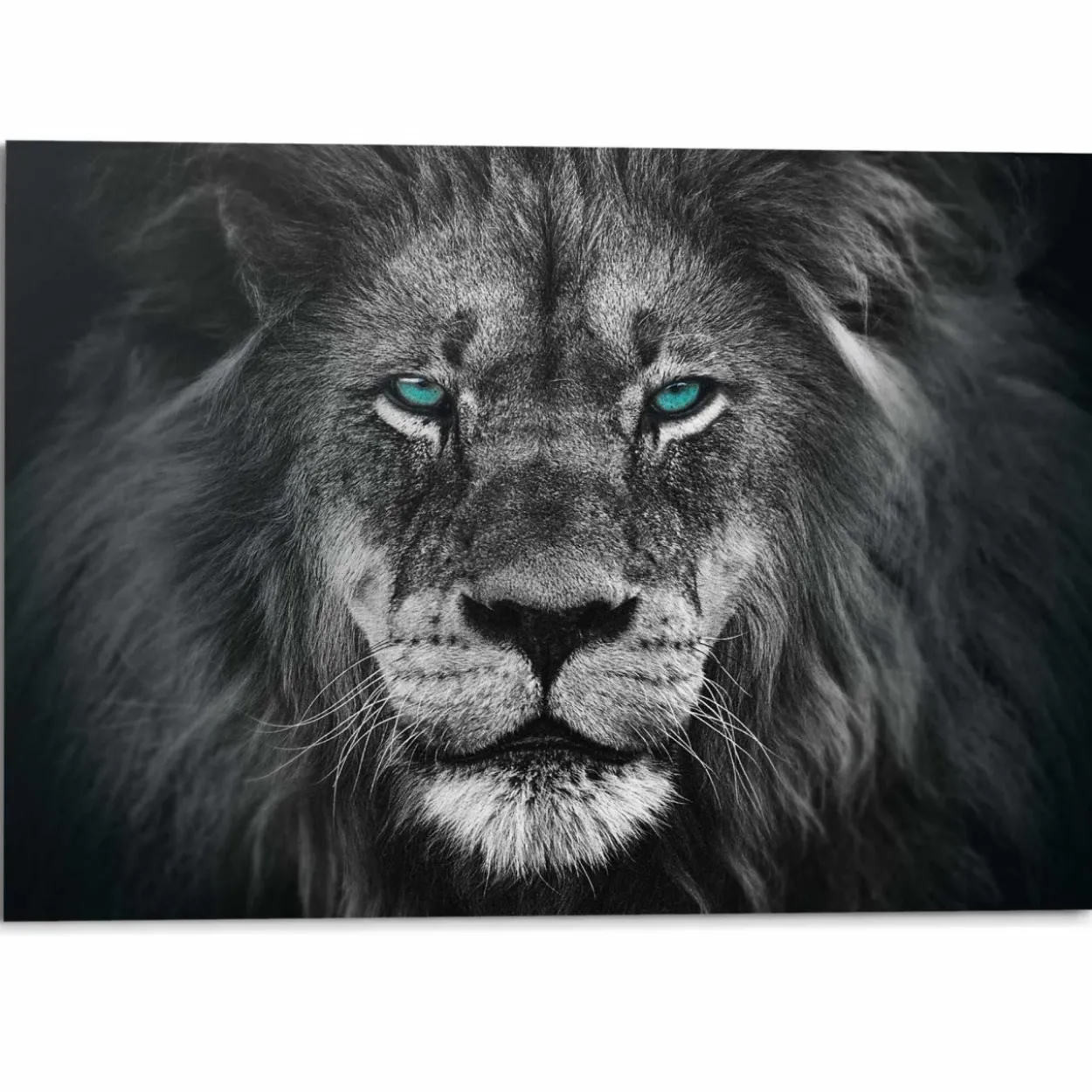 Bild LIONS FACE