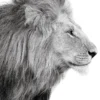 Bild LIONS PROFILE