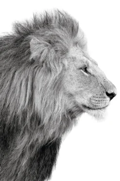 Bild LIONS PROFILE