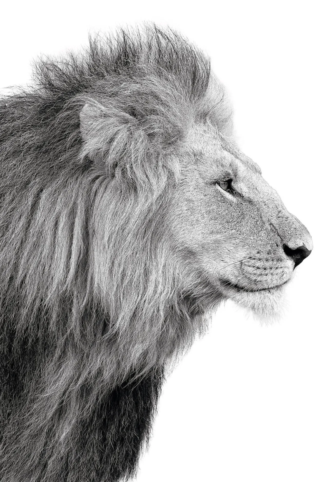 Bild LIONS PROFILE