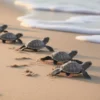 Bild LITTLE TURTELS