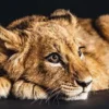 Bild LOVELY LION S