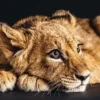 Bild LOVELY LION S