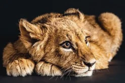Bild LOVELY LION S