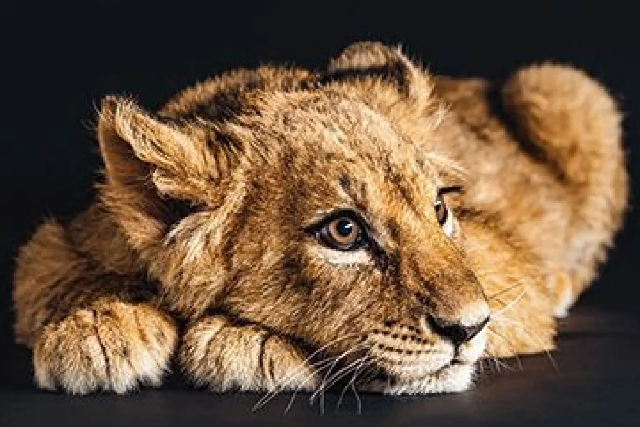 Bild LOVELY LION S