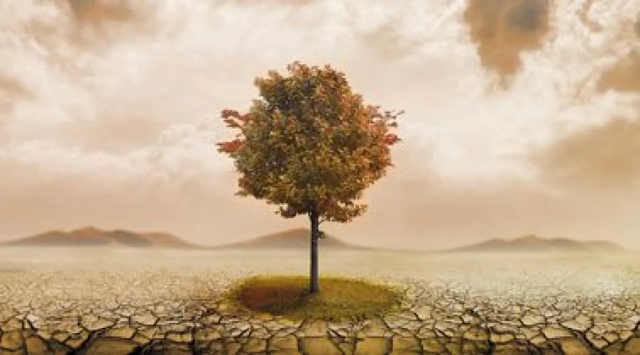 Bild MYSTIC TREE