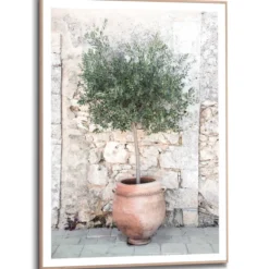 Bild OLIVE TREE