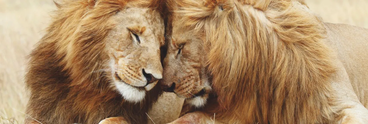 Bild PAIR OF LIONS