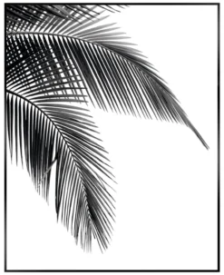 Bild PALM LEAF