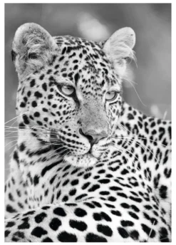 Bild PANTHER PORTRAIT