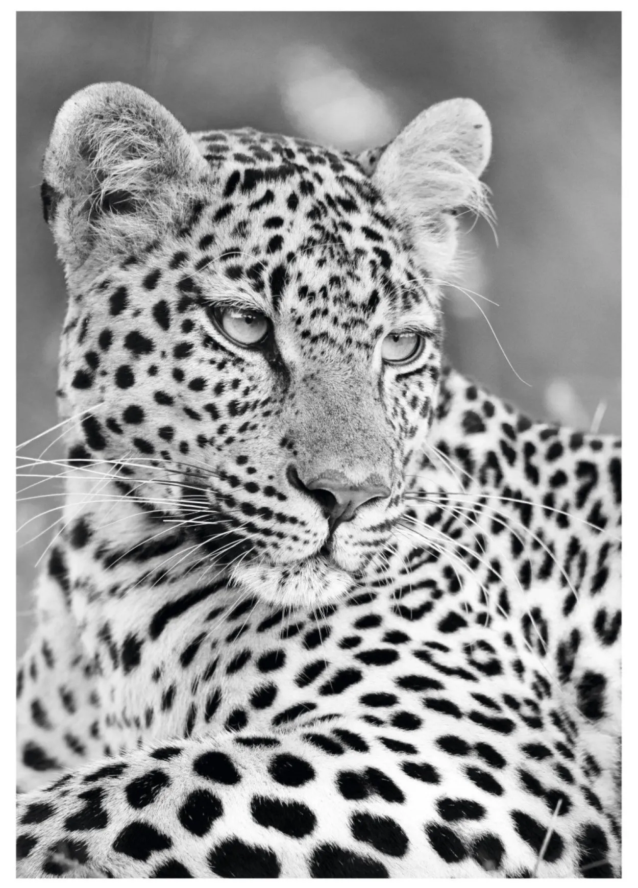 Bild PANTHER PORTRAIT
