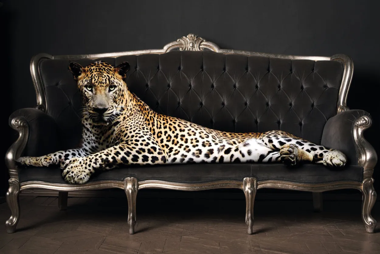 Bild PANTHER POSE