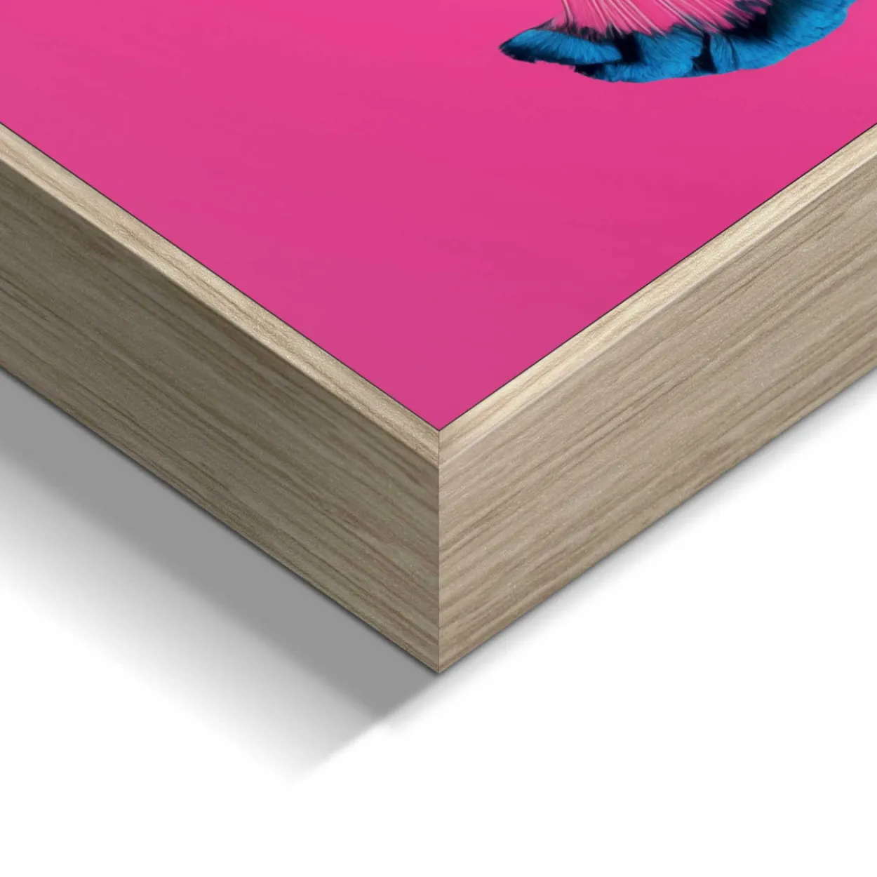 Bild PINK PEACOCK