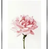 Bild PINK ROSE