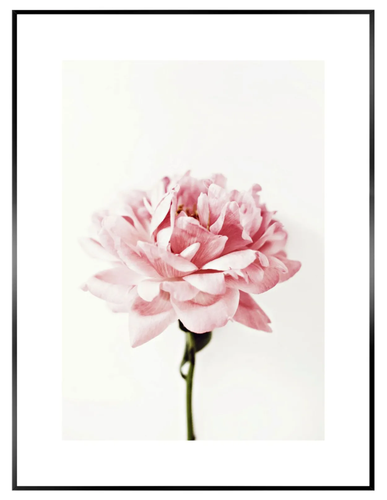 Bild PINK ROSE