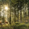 Bild REHE IM WALD S