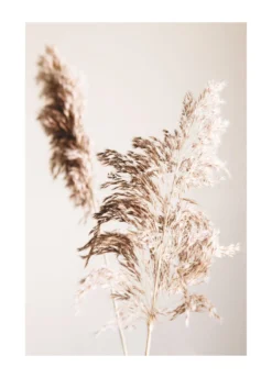 Bild SHADOW GRASS