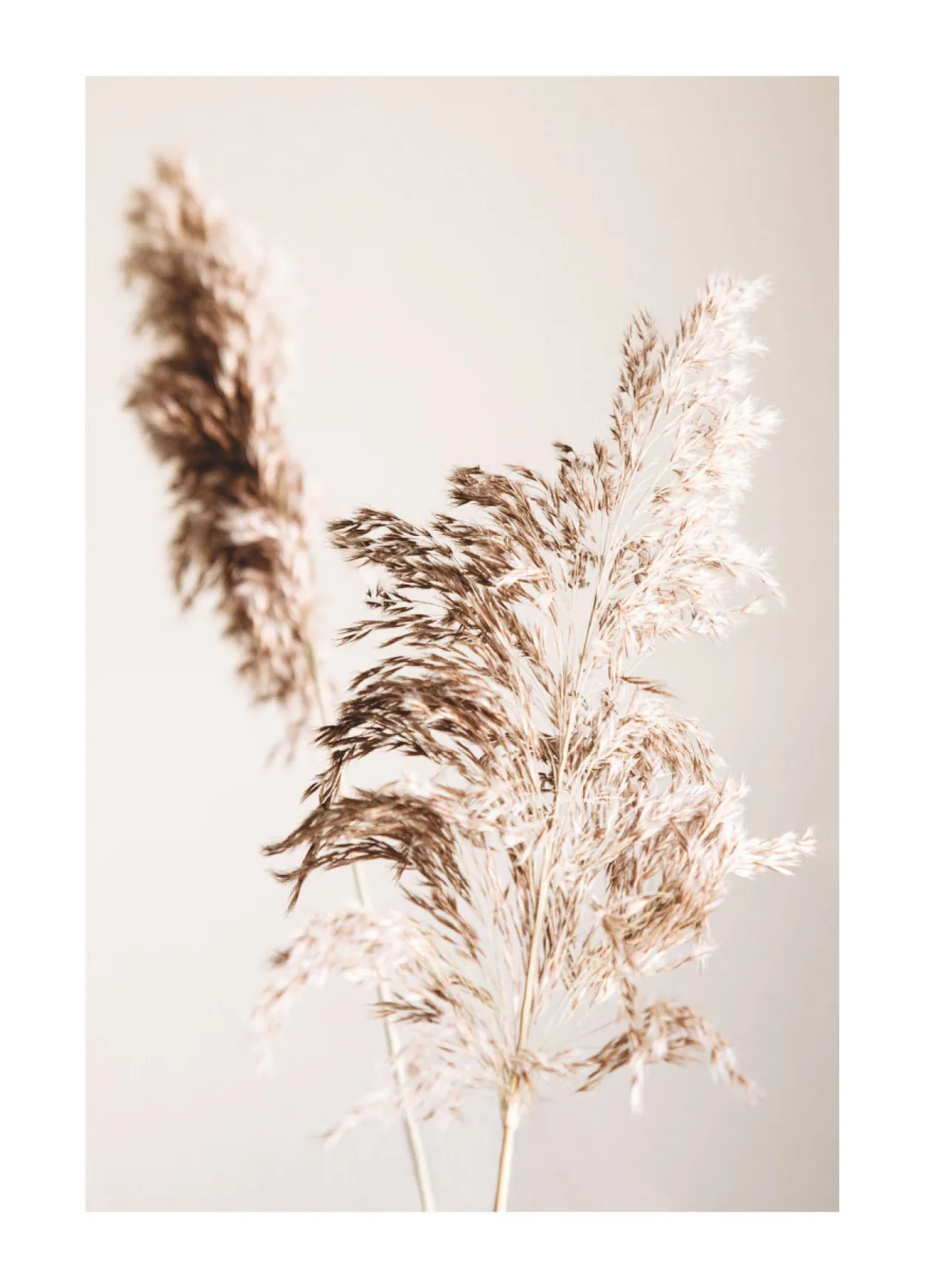 Bild SHADOW GRASS