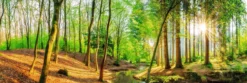 Bild SPRING WOODS