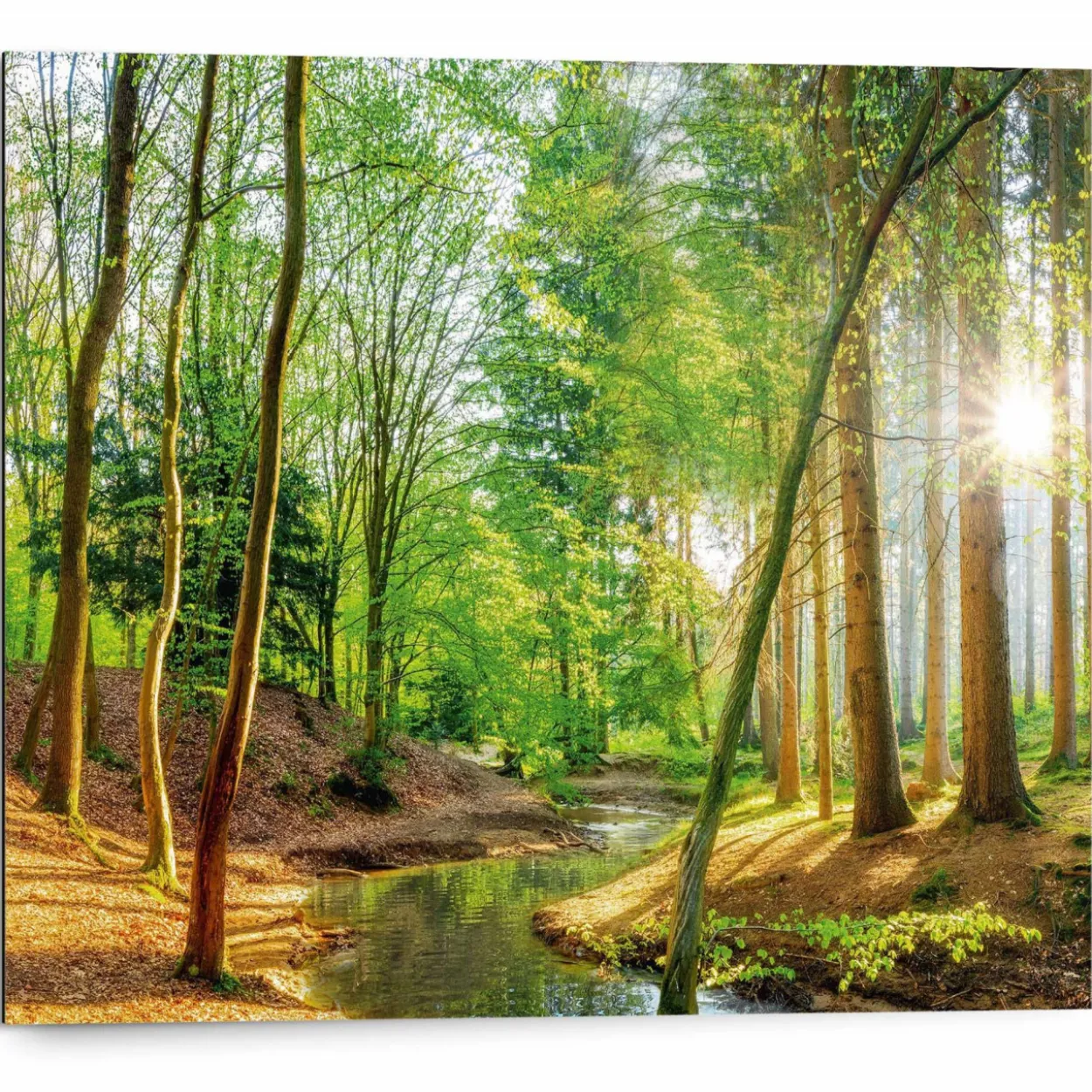 Bild SPRING WOODS