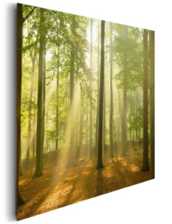 Bild SUNBEAM FOREST