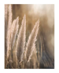 Bild SUNSET GRASSES