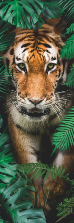 Bild WALKING TIGER