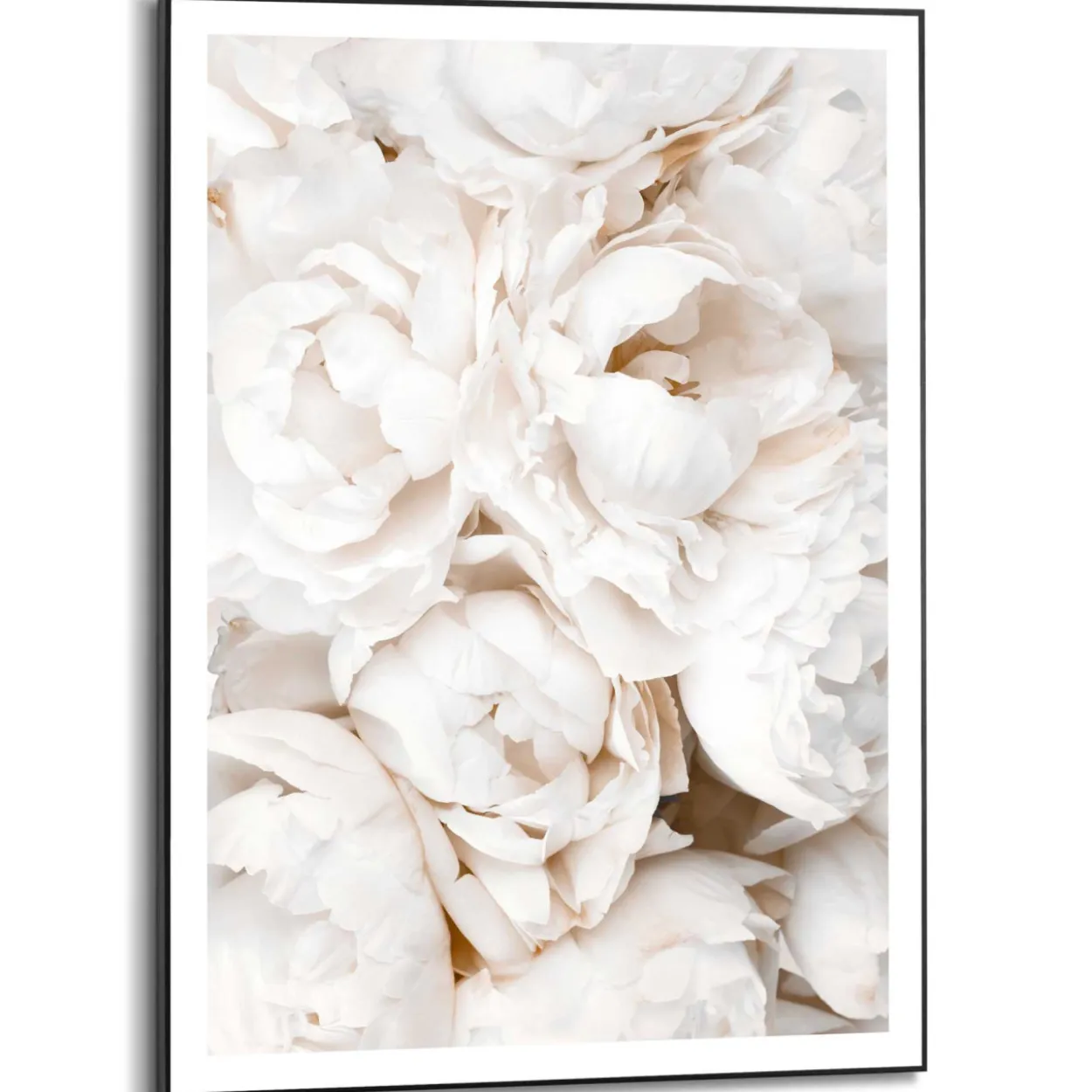 Bild WHITE ROSES