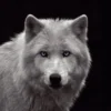 Bild WHITE WOLF