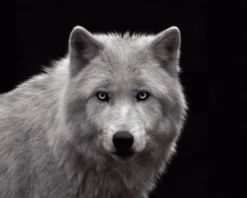 Bild WHITE WOLF