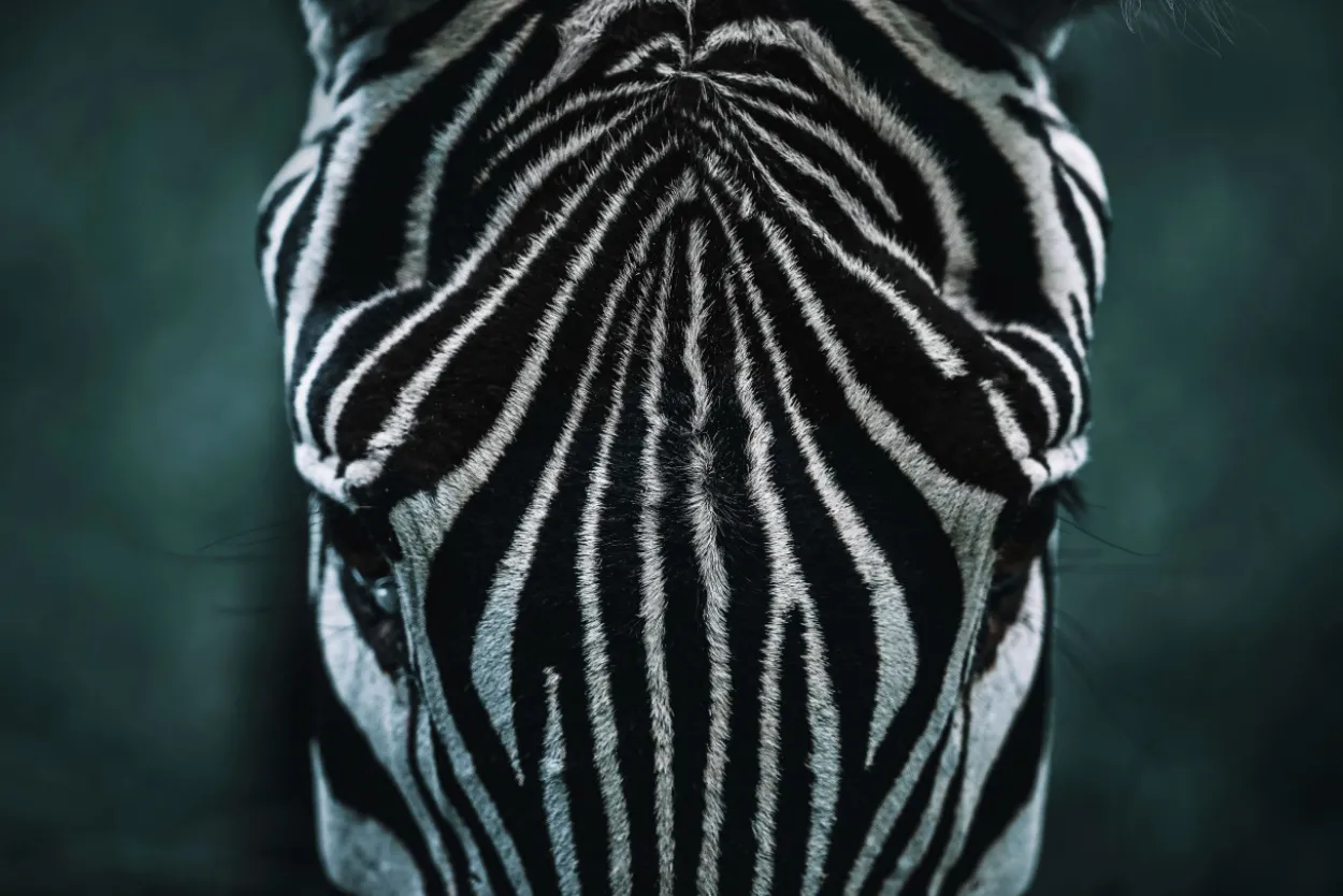 Bild ZEBRA S