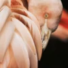 Glasbild CORAL FLAMINGO