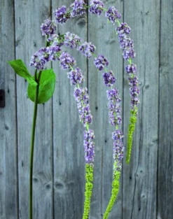 Kunstblume AMARANTHUSZWEIG