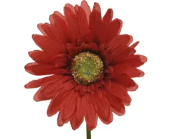 Kunstblume GERBERA