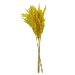 Trockenblume PAMPASGRAS gelb