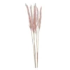 Trockenblume PAMPASGRAS pink